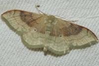 Idaea degeneraria