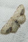 Idaea dimidiata
