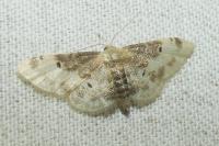 Idaea filicata