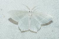 Jodis lactearia