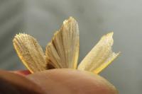 Katha depressa