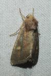 Lacanobia oleracea