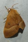 Lasiocampa quercus