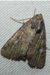 Mesapamea secalella/secalis
