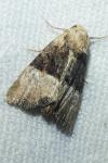 Mesoligia furuncula