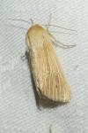 Mythimna pallens