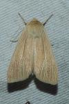 Mythimna pallens