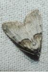 Nola cucullatella