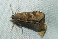 Nomophila noctuella