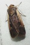 Ochropleura plecta