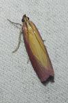 Oncocera semirubella
