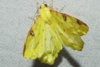 Opisthograptis luteolata