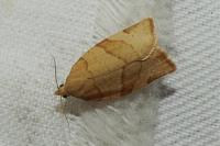 Pandemis cerasana