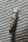 Paraswammerdamia albicapitella