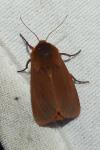 Phragmatobia fuliginosa