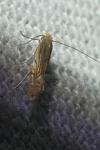 Phyllonorycter quercifoliella