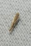 Phyllonorycter quercifoliella