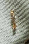 Phyllonorycter
