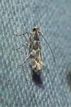 Phyllonorycter trifasciella