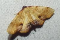 Plagodis dolabraria