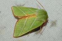 Pseudoips prasinanus