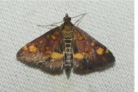 Pyrausta aurata