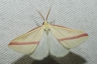 Rhodometra sacraria
