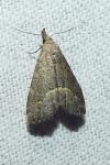 Schrankia costaestrigalis