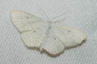Scopula immutata