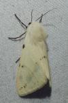 Spilarctia lutea