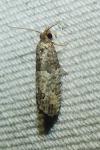 Spilonota ocellana