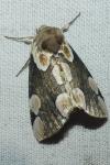 Thyatira batis
