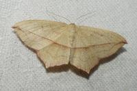 Timandra comae