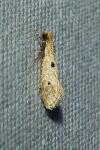Tinea trinotella