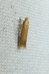 Tischeria