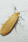 Wittia sororcula