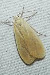 Wittia sororcula