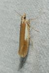 Ypsolopha parenthesella