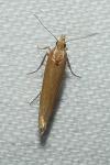 Ypsolopha parenthesella