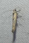 Zelleria oleastrella