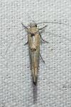 Zelleria oleastrella