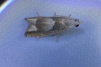 Eucosma conterminana