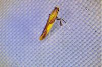 Caloptilia alchimiella/robustella