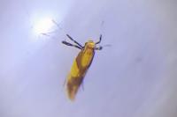 Caloptilia alchimiella/robustella
