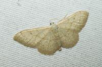 Idaea straminata