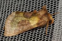 Diachrysia chrysitis/stenochrysis