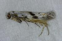 Stenolechia gemmella