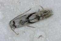 Stenolechia gemmella