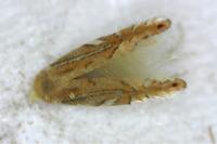 Phyllonorycter quercifoliella