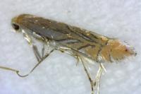 Phyllonorycter messaniella